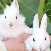 Прикрепленное изображение: 396989_image_large.jpg